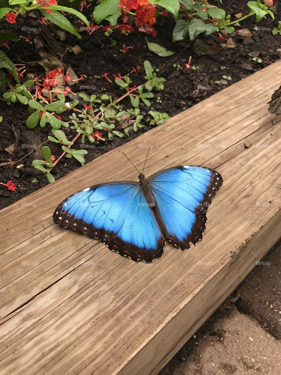 Bright Blue Butterfly at Como Zoo In St Paul, Minnesota 