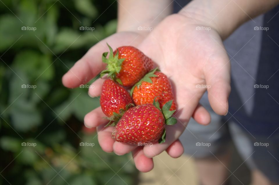 Close-up of strawberries in hand