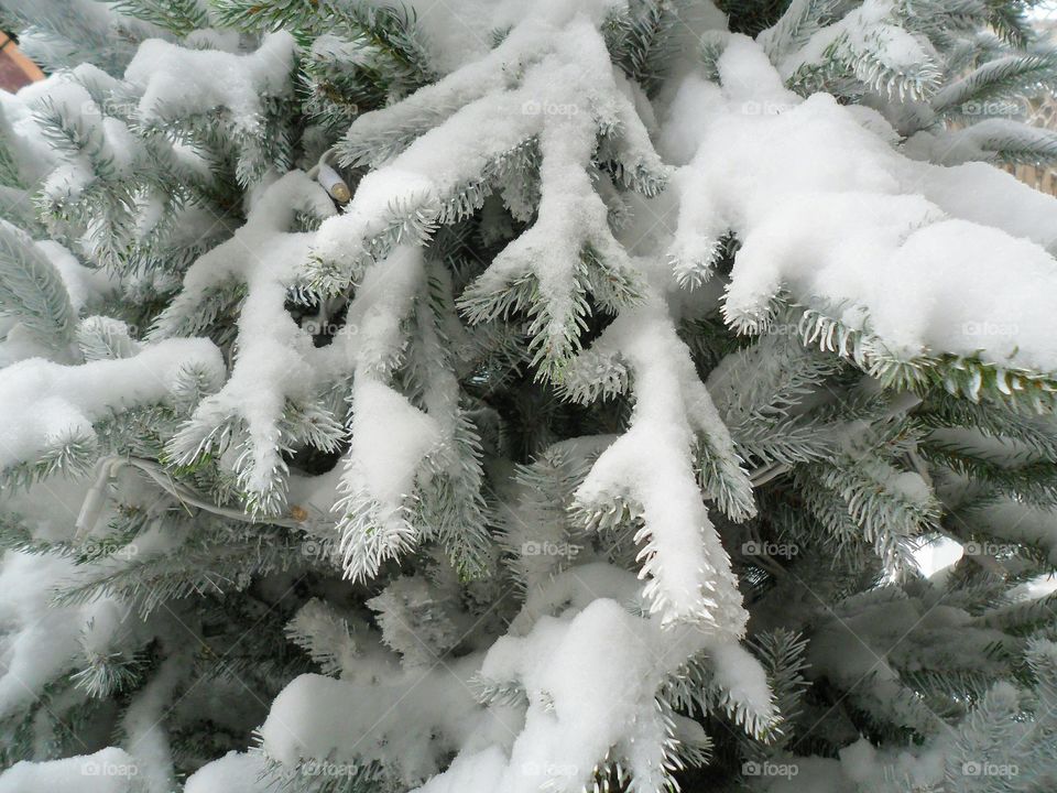 branch of spruce in frost, winter 2017