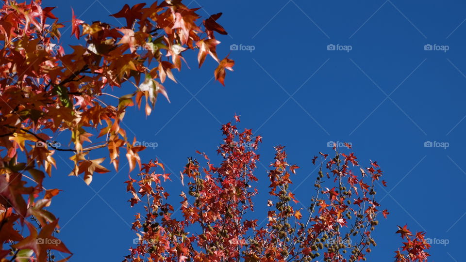 Leaves turning red during fall