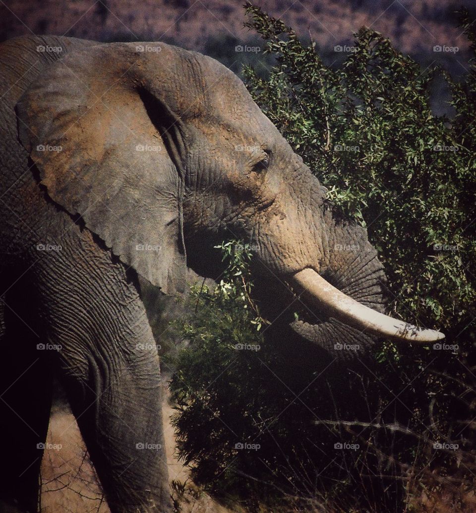 Elephants the gentle giant's