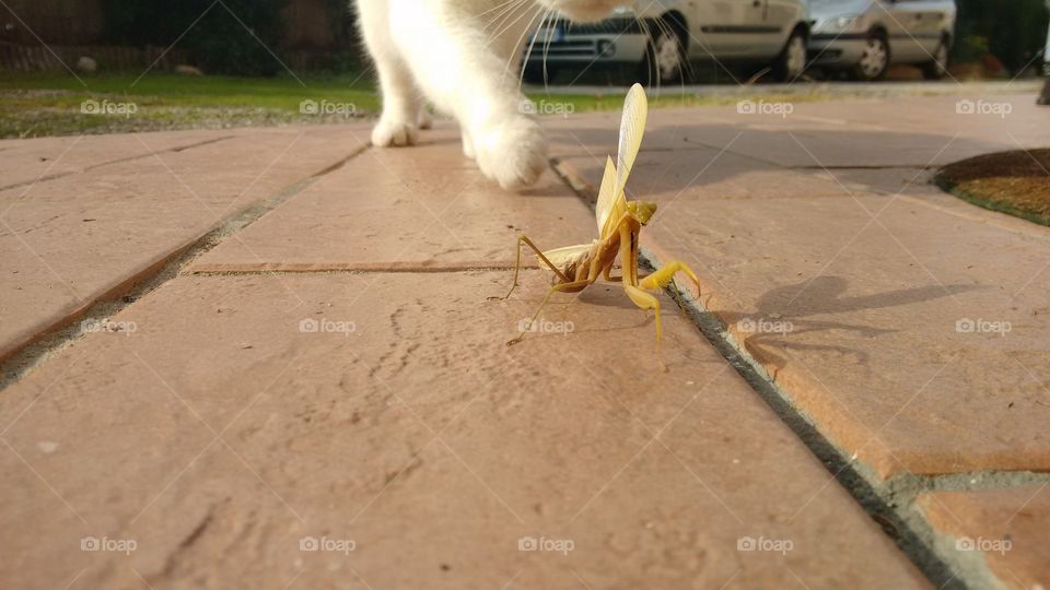 The Cat and the Mantis