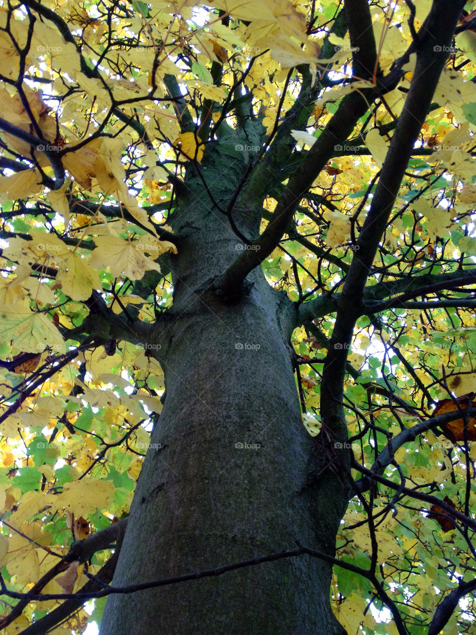 sweden tree leaves autumn by elluca