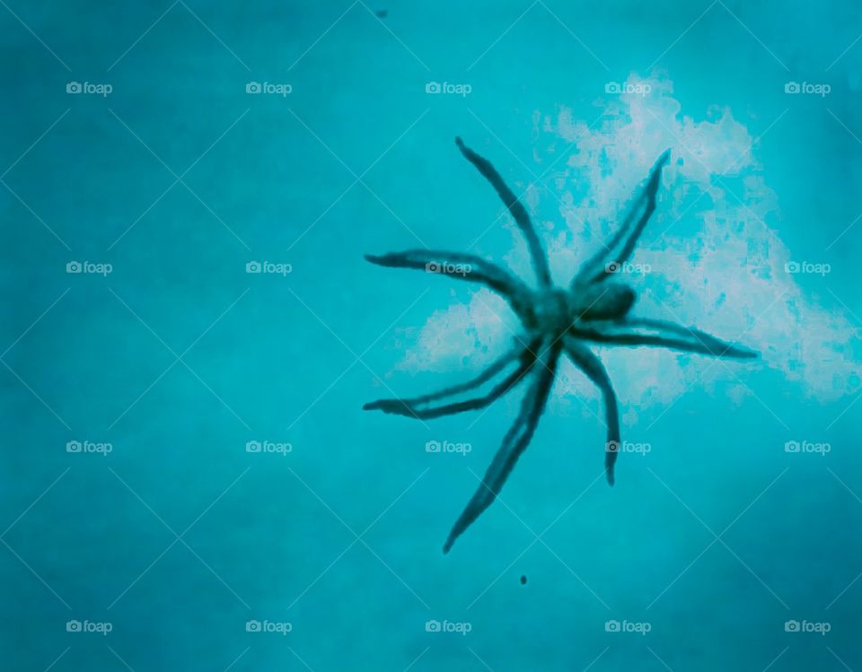 spider in horror effect image view from sky blue background.