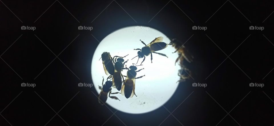 Bees on the moon
