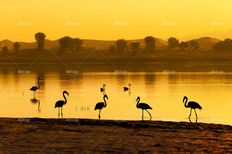 Silhouettes of flamingo at the lake at sunset