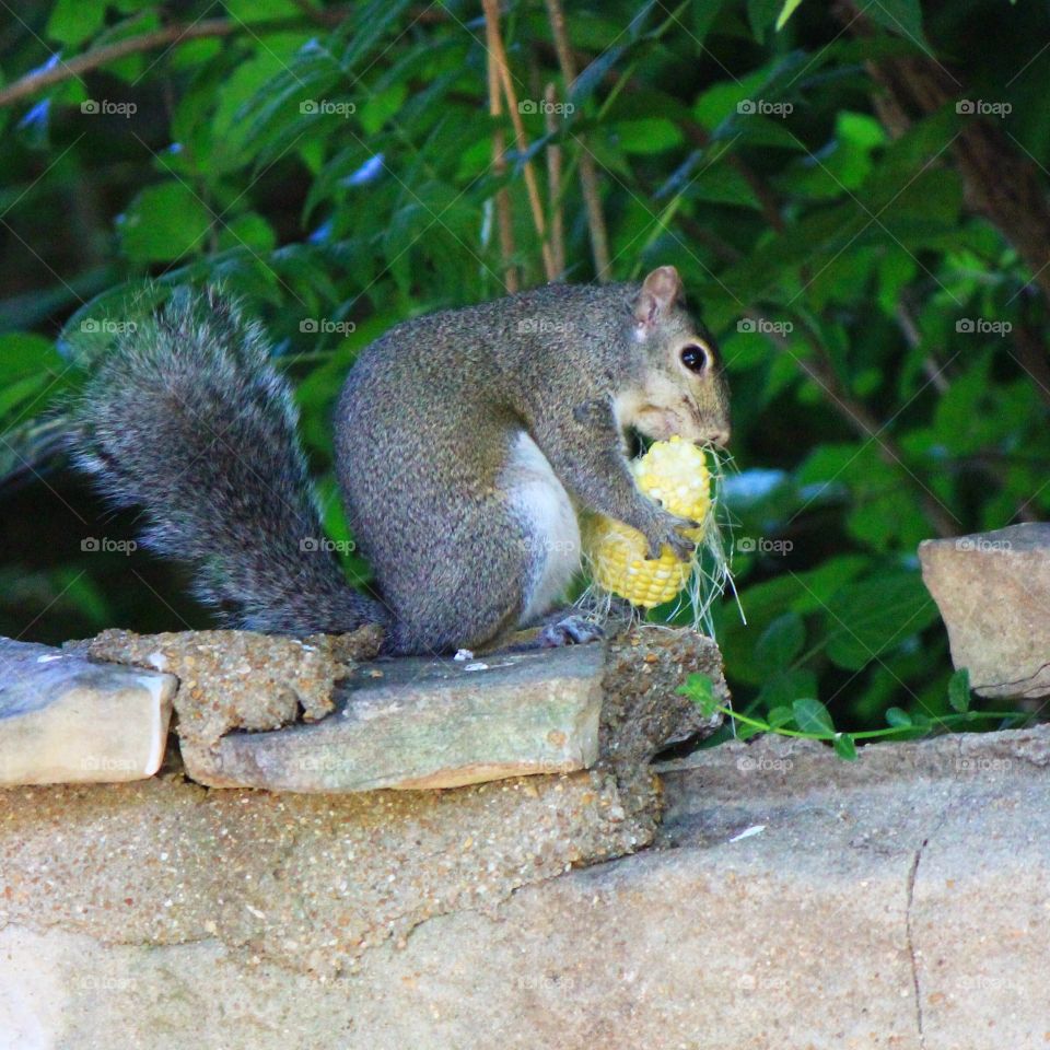 A squirrel munching on some tasty sweet corn 