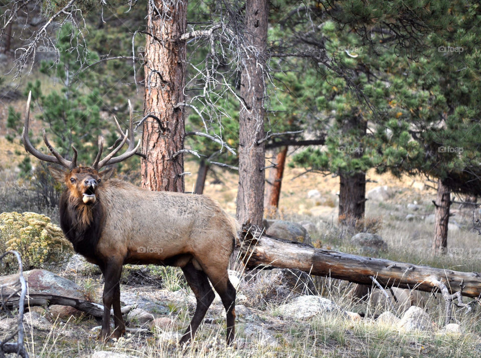 Elk