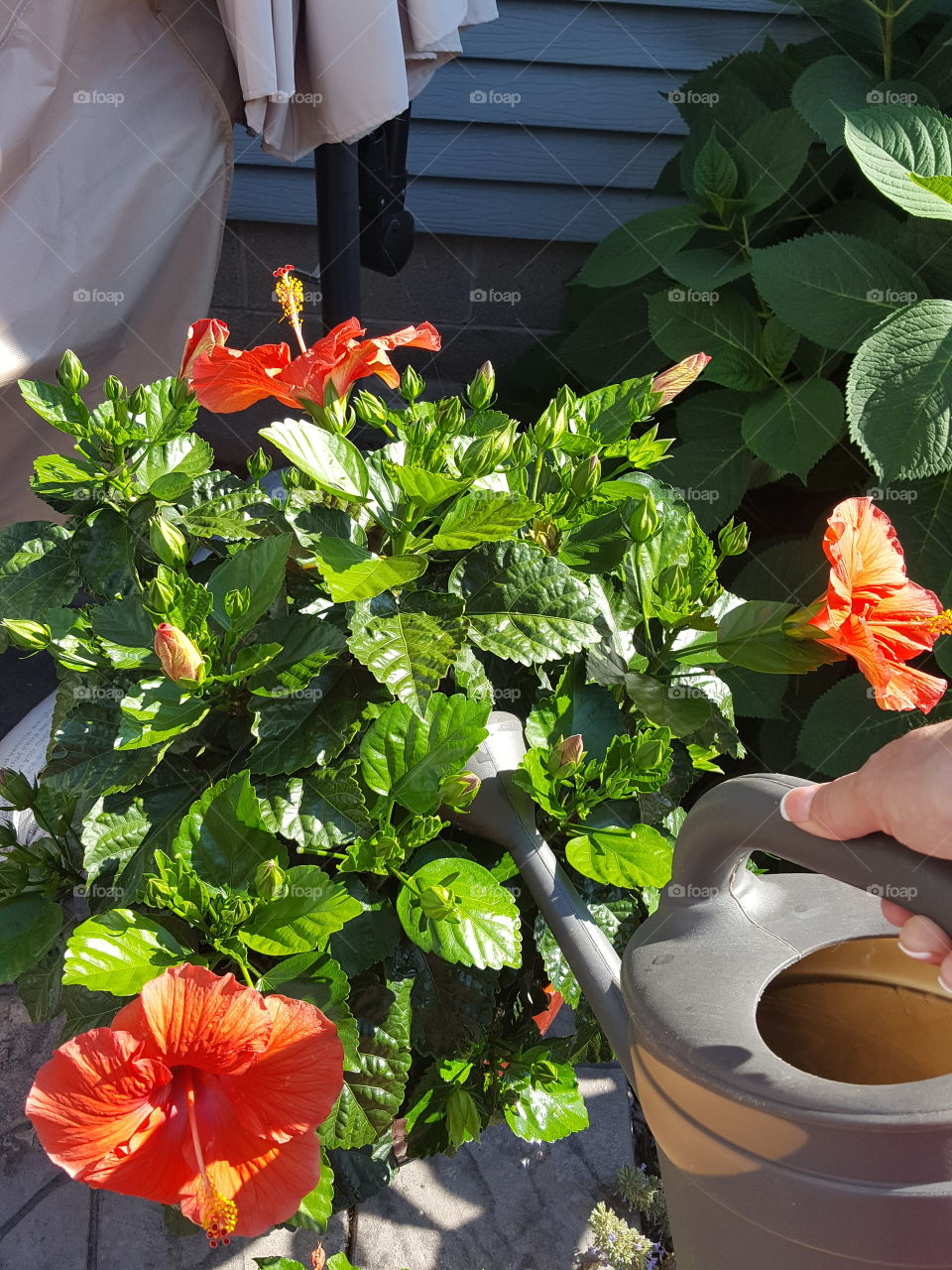 Person watering on hibiscus flower
