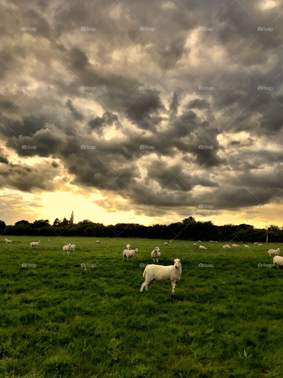 Sheep in field