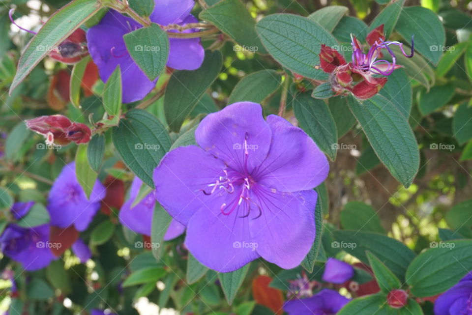 Tibouchina Urvilleana (DC) Cogn.
Spring 
California