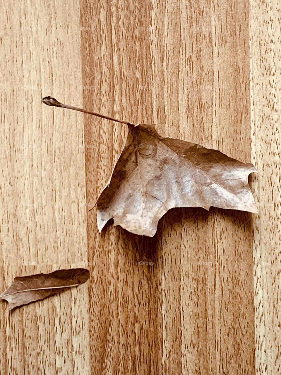 Stray leaf 