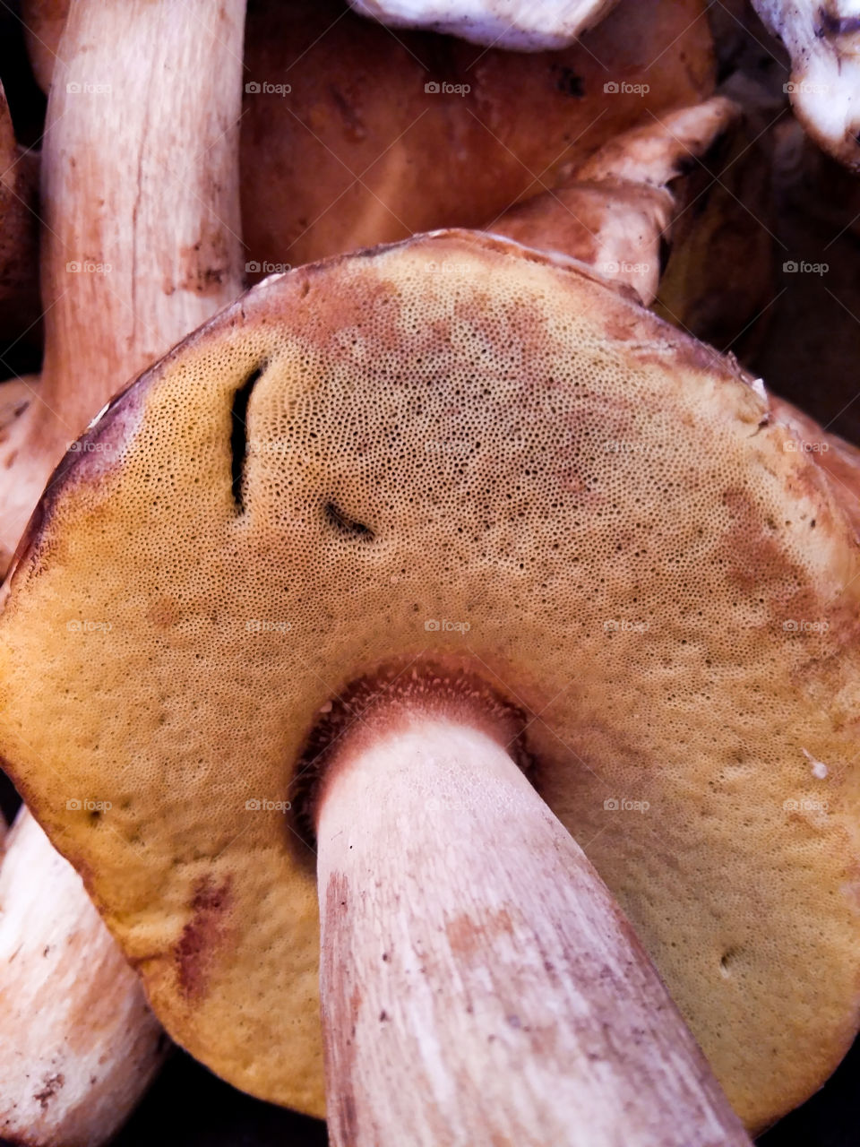 pores cap white mushrooms