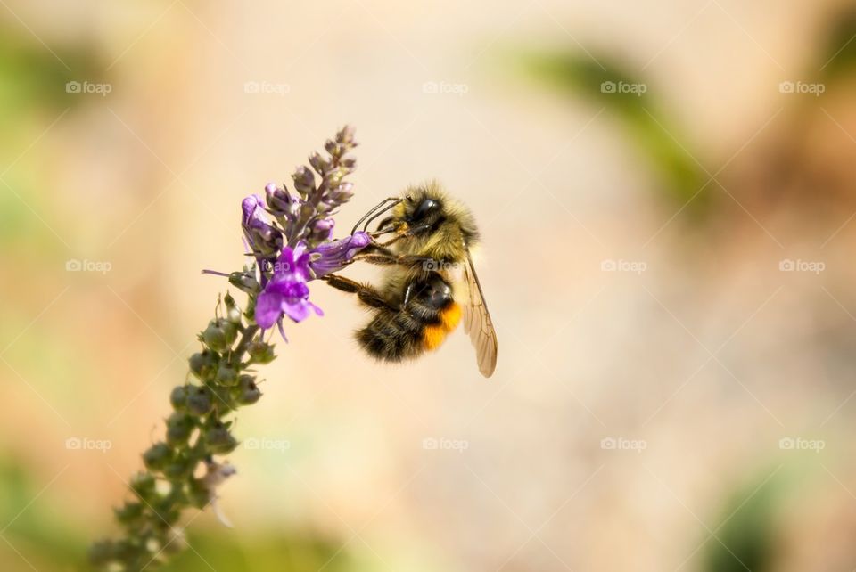 Close-up of bee on pink flower