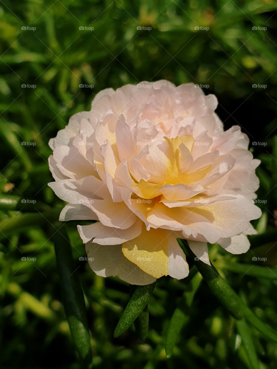 beautiful flowers in my garden