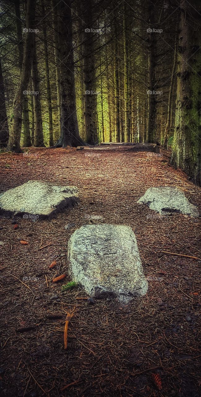 Big forest stones