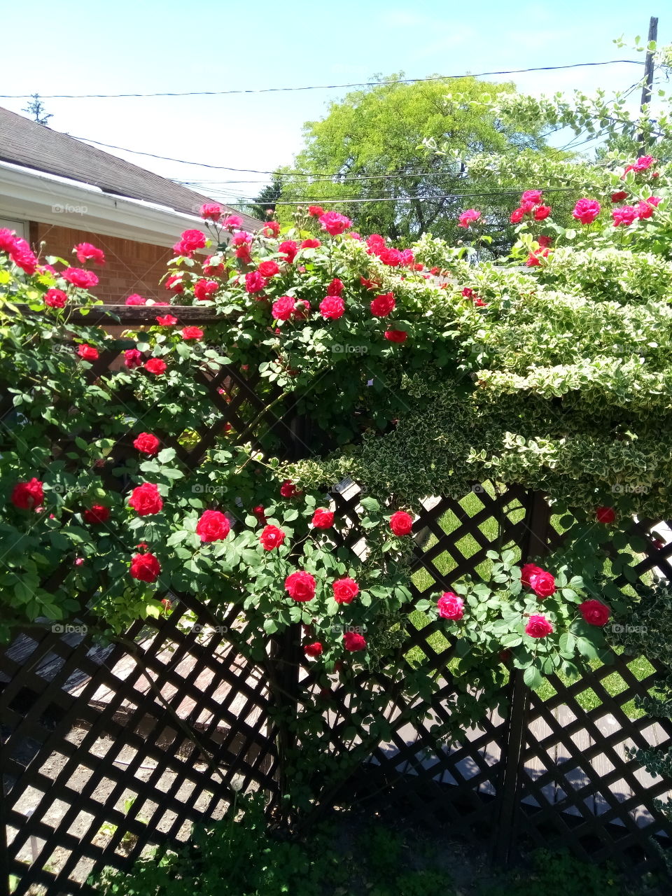 My Red Rose's