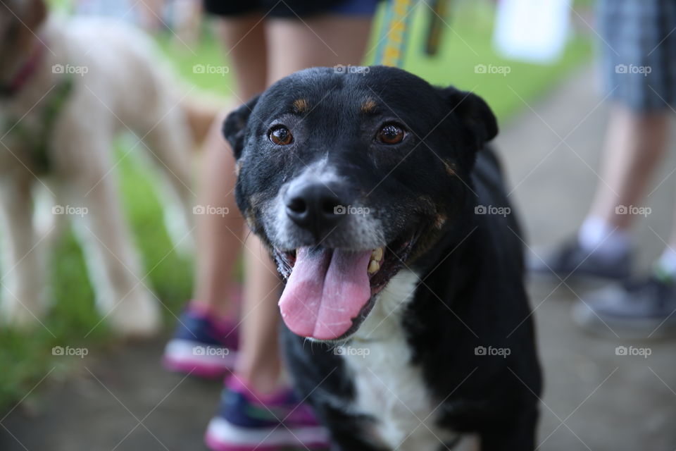 Dog looking straight at the camera