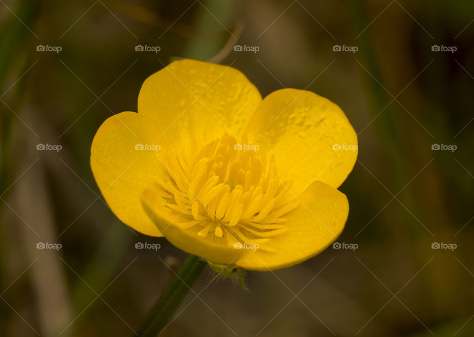 Close up if yellow flower
