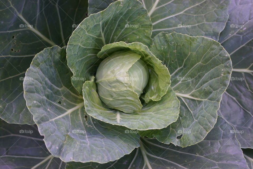 Full frame of fresh cabbage