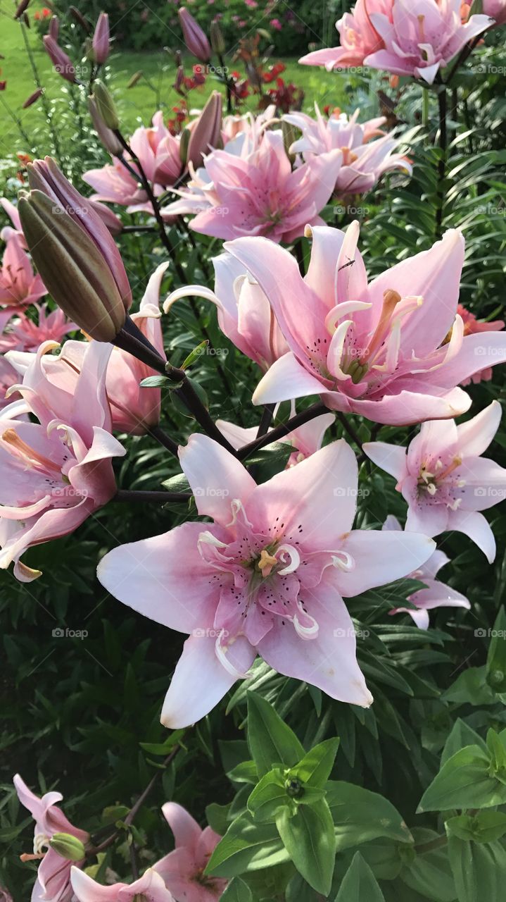 Lilies in the park are a beauty to see
