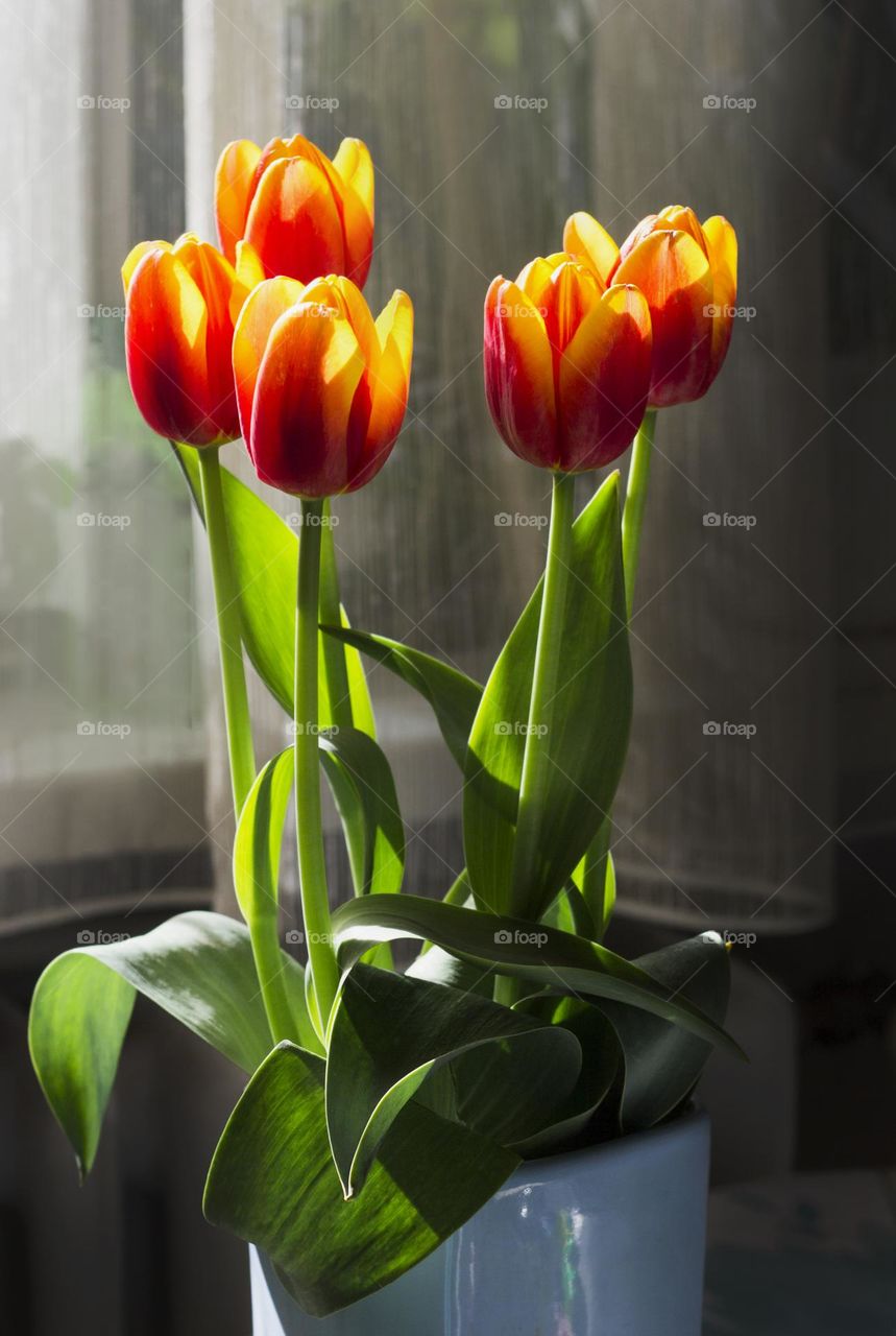 Tulips in vase, indoors