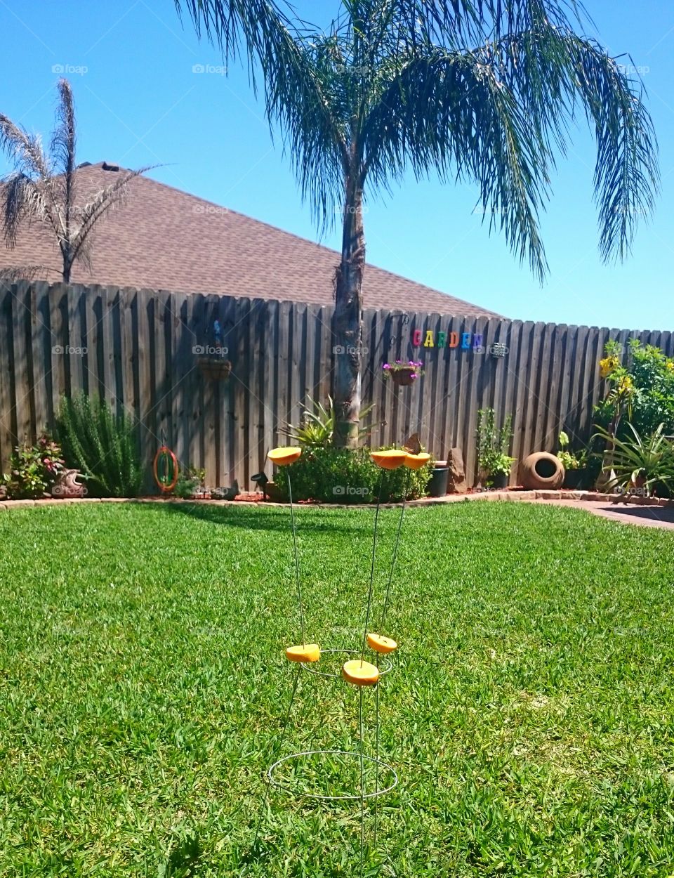 backyard beautiful day butterfly