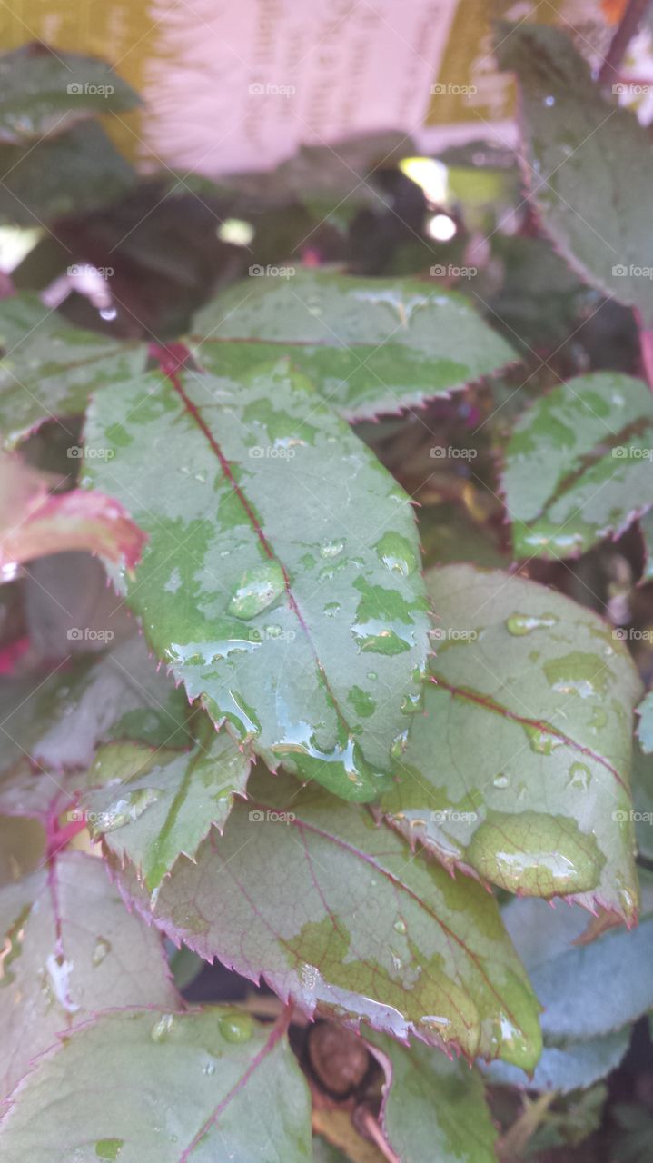 leaves with water drop