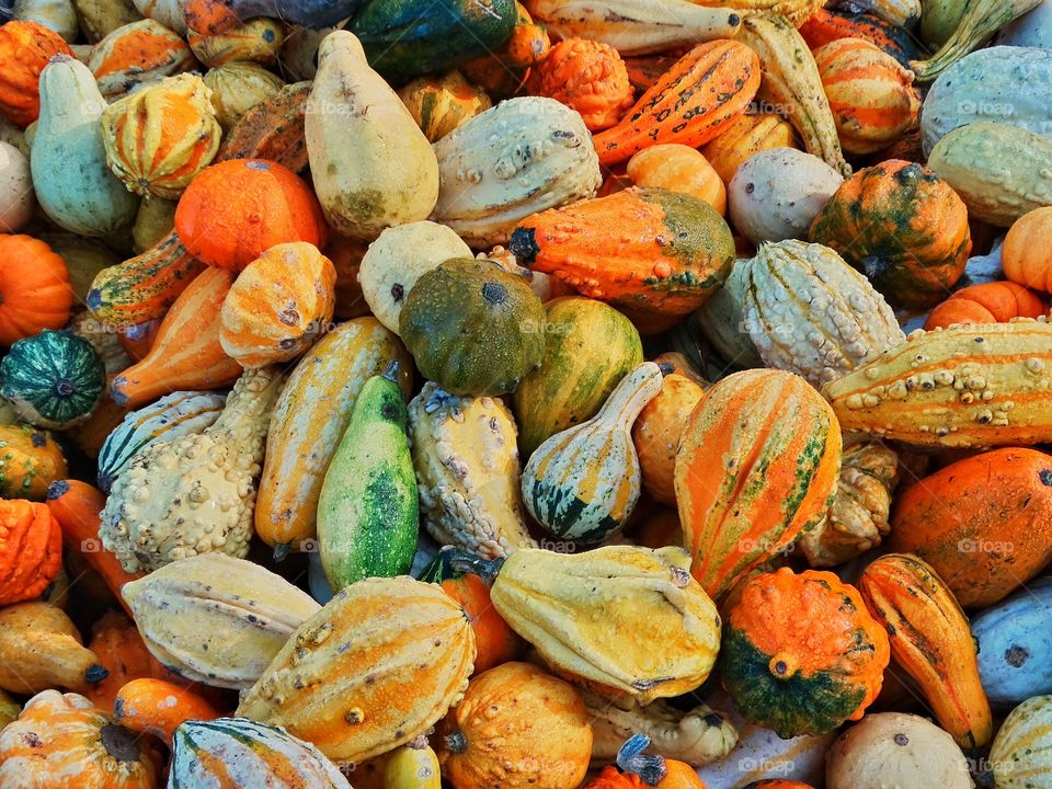 Multicolored Autumn Gourds And Pumpkins
