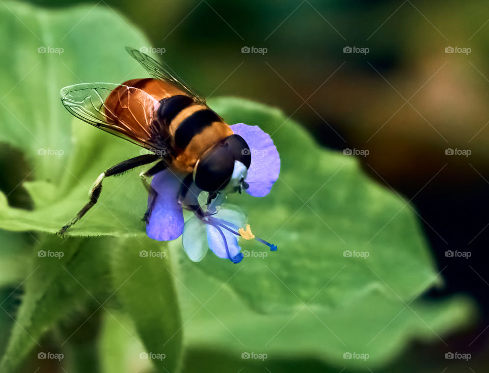 Honey  bee  - closeup  - backyard garden