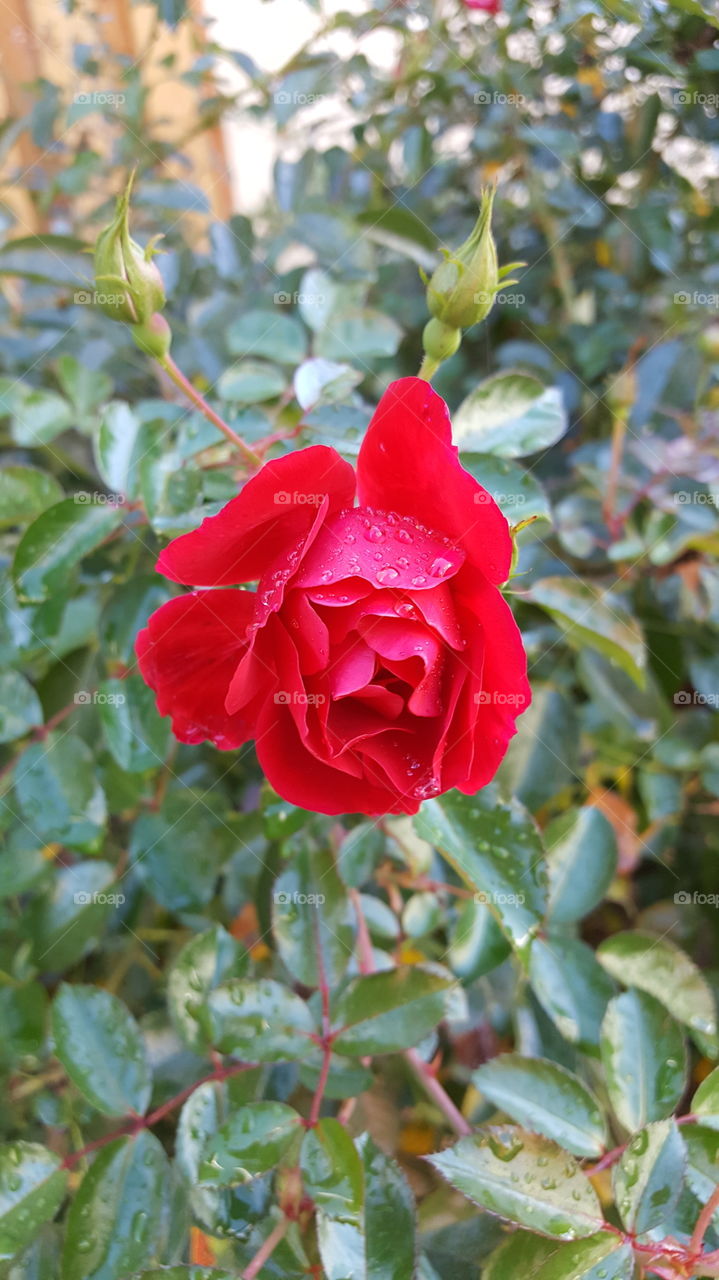 rain drops on red rose