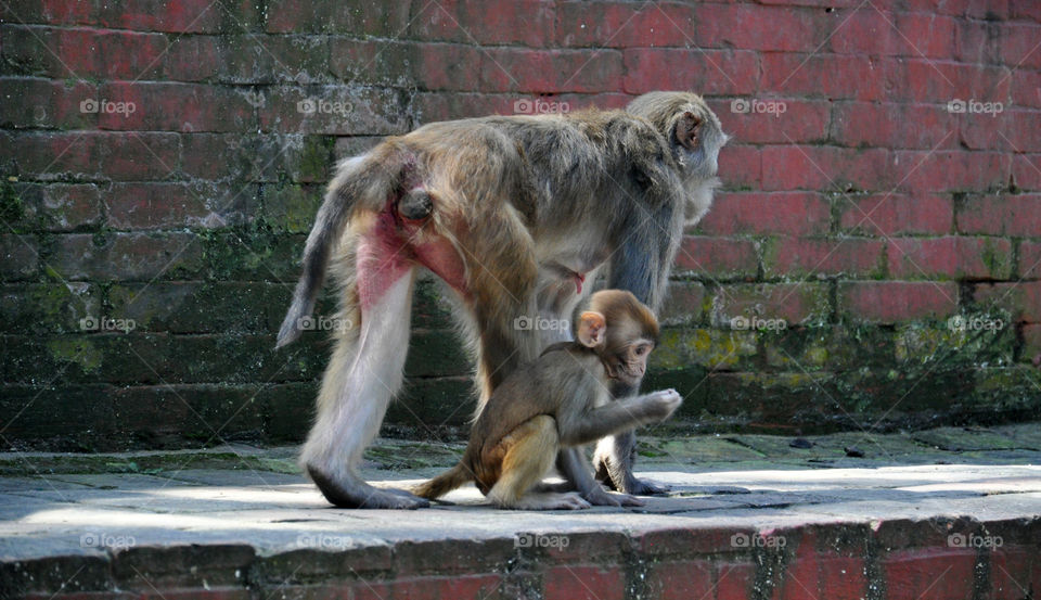 Mammal, Animal, Cute, Family, Nature