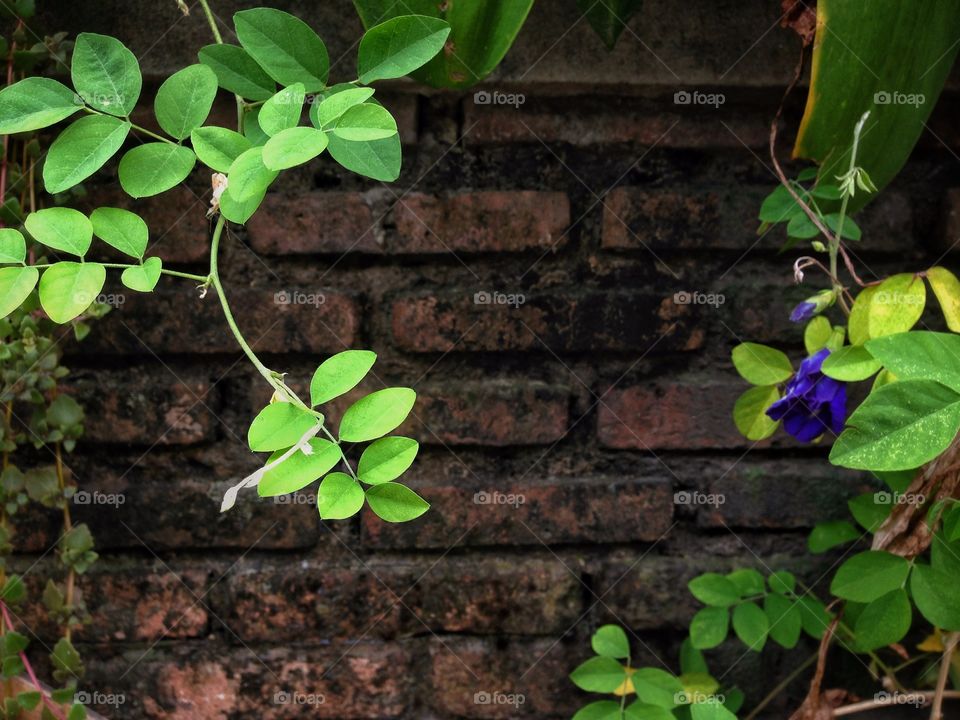 Wall plants