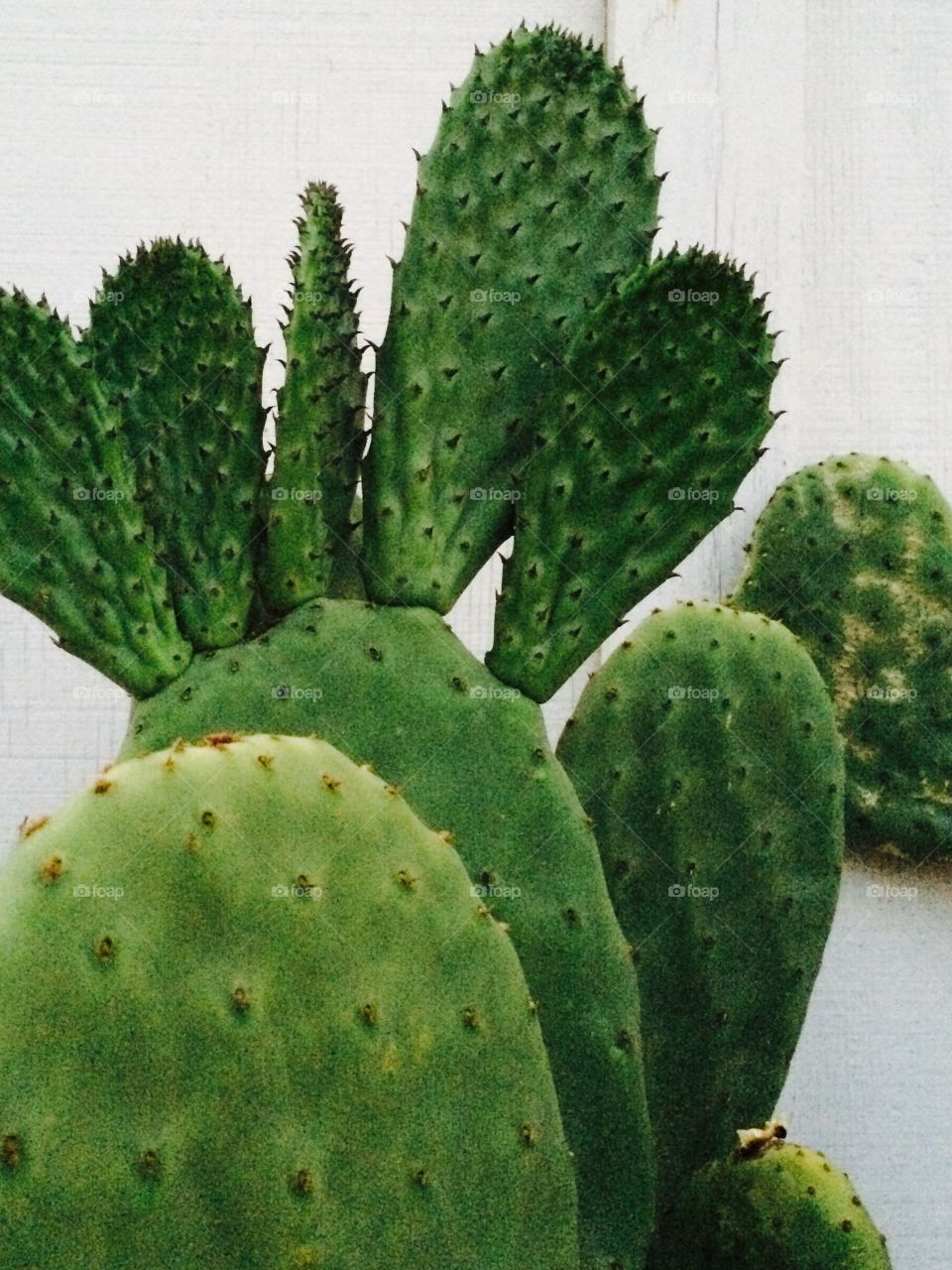 Cactus