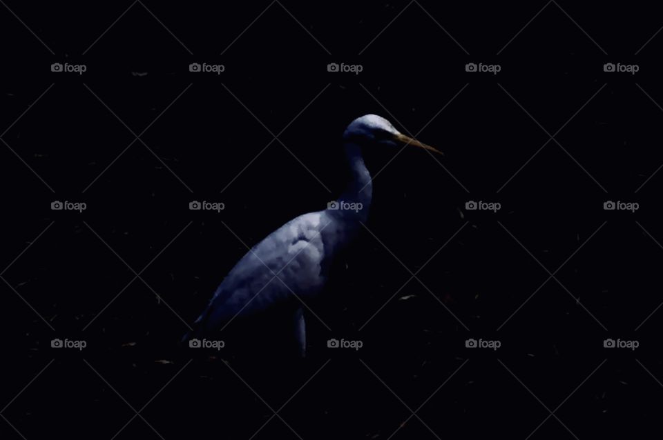 white heron at night 