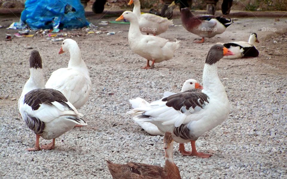 Duck, Bird, Goose, Poultry, Waterfowl