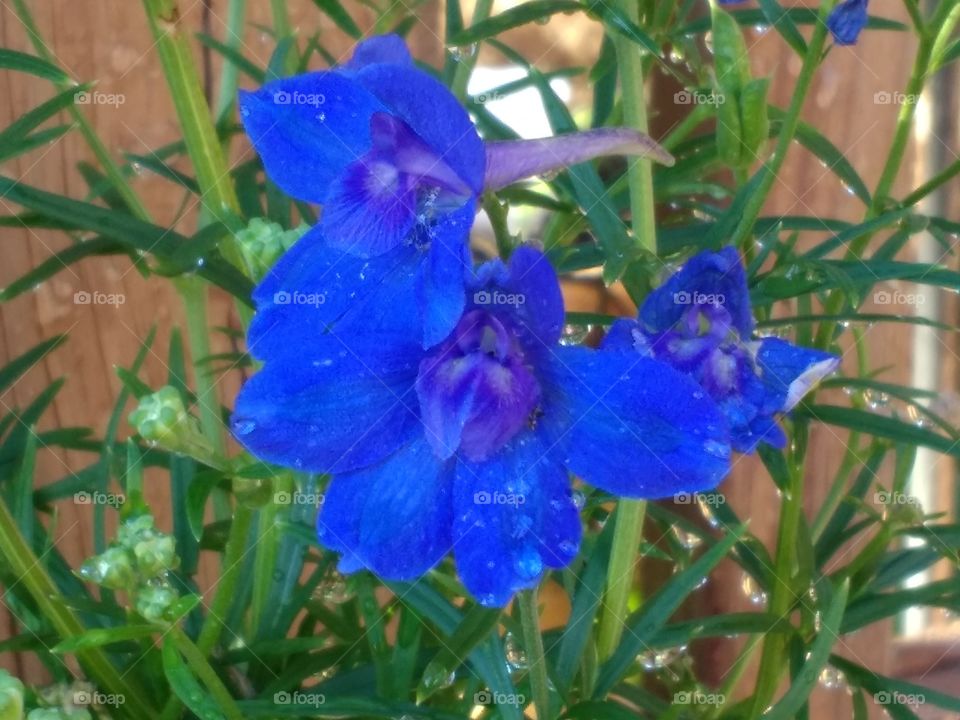 Blue Delphinium