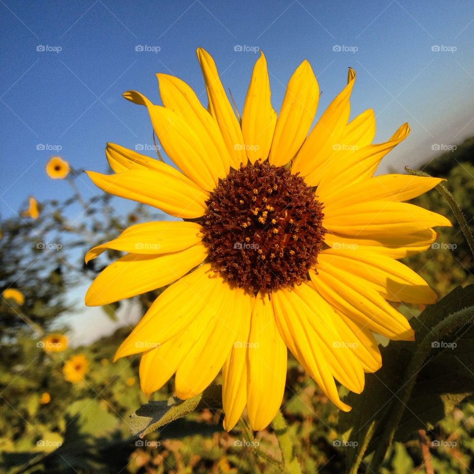 Sunflower