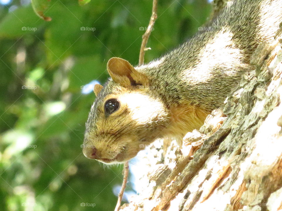 squirrel face