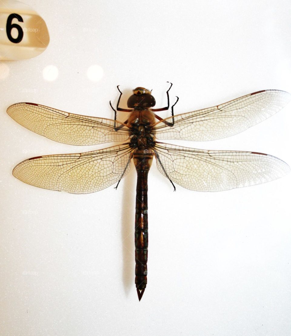 Dragonfly. Some entomology of a dragon fly with beautiful wings at Wollaton Hall in Nottingham 