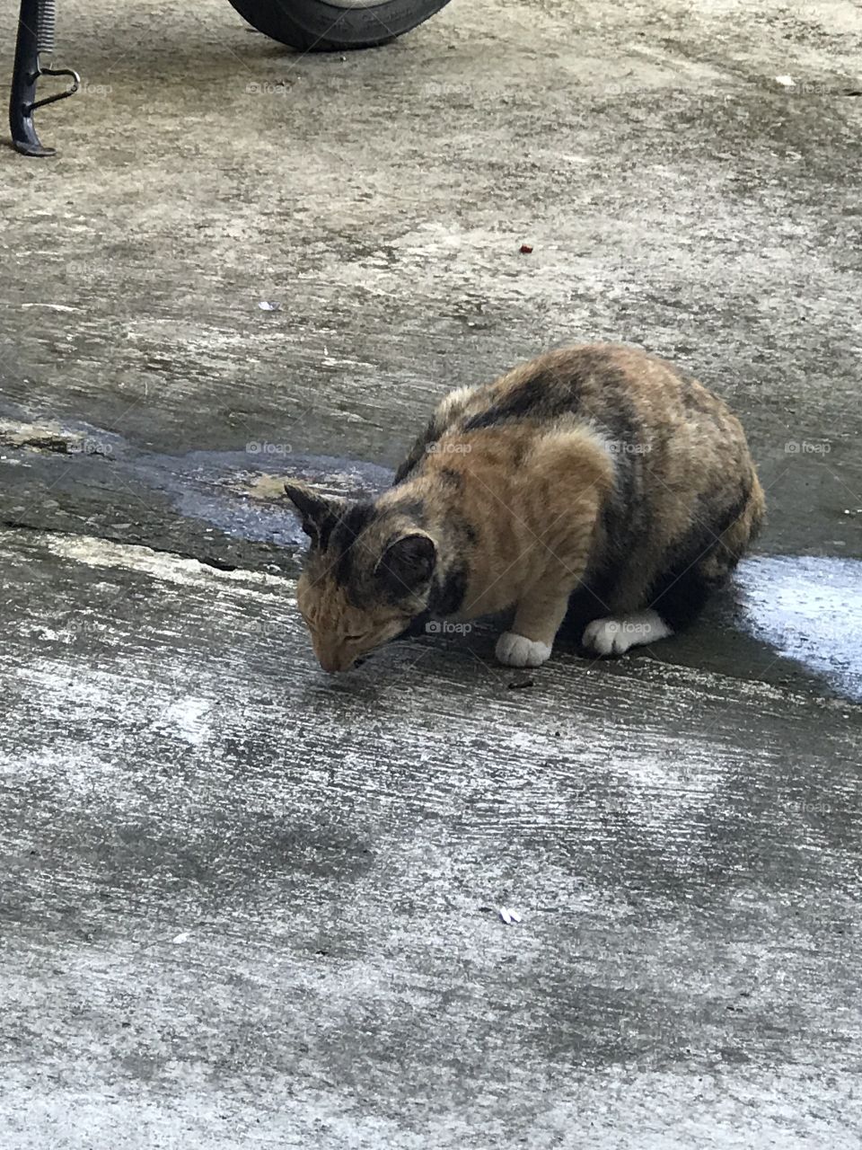 Stray cat in Thailand 2017