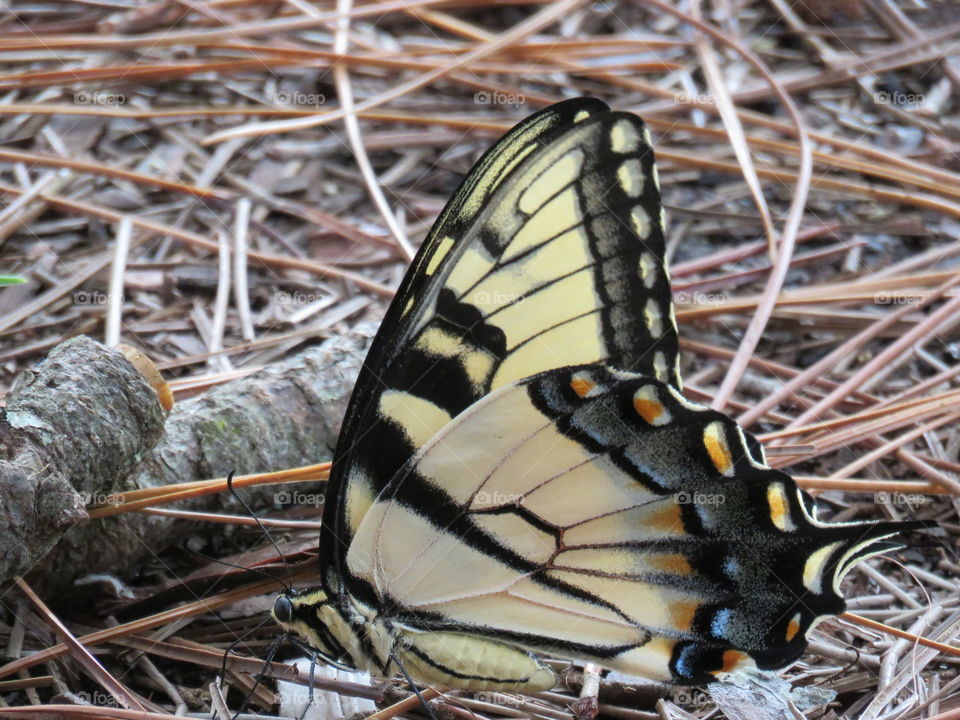 swallowtail
