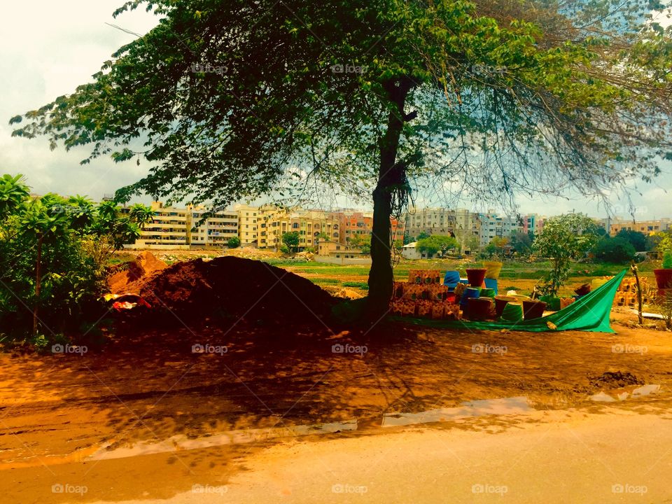 Umbrella tree and shadow at the road side of the colony 