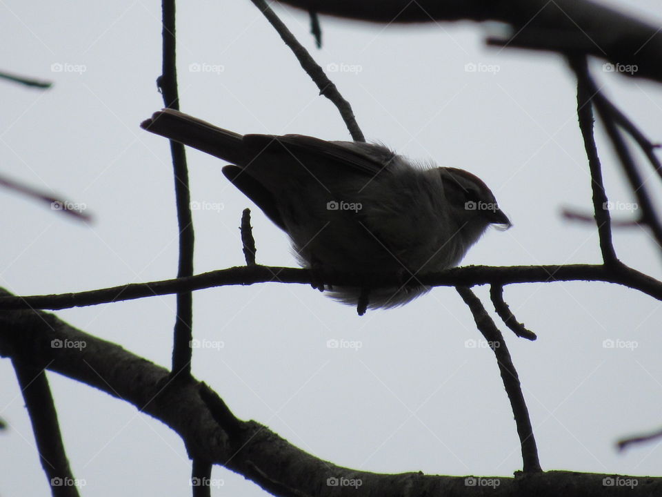 Bird, Wildlife, No Person, Songbird, Animal