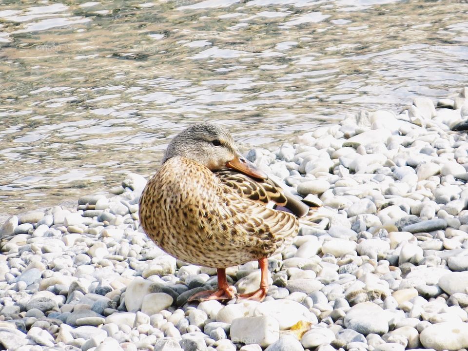 Female duck resting