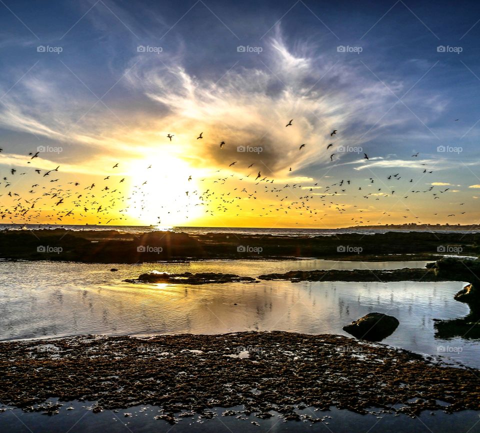unlimited birds flying over the ocean during a stunning sunset, city on the background