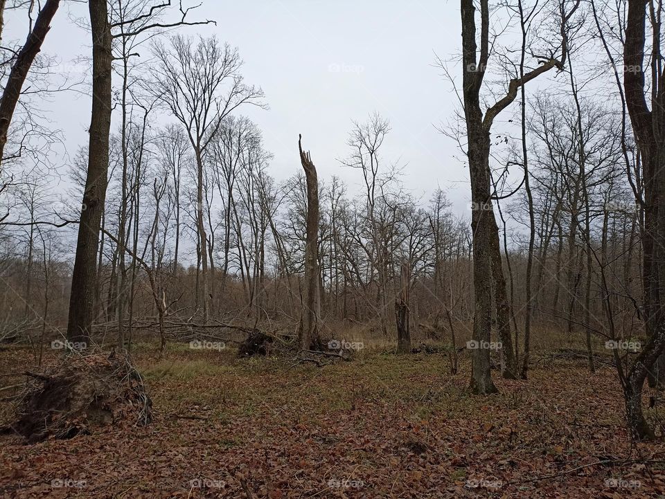 In the autumn forest