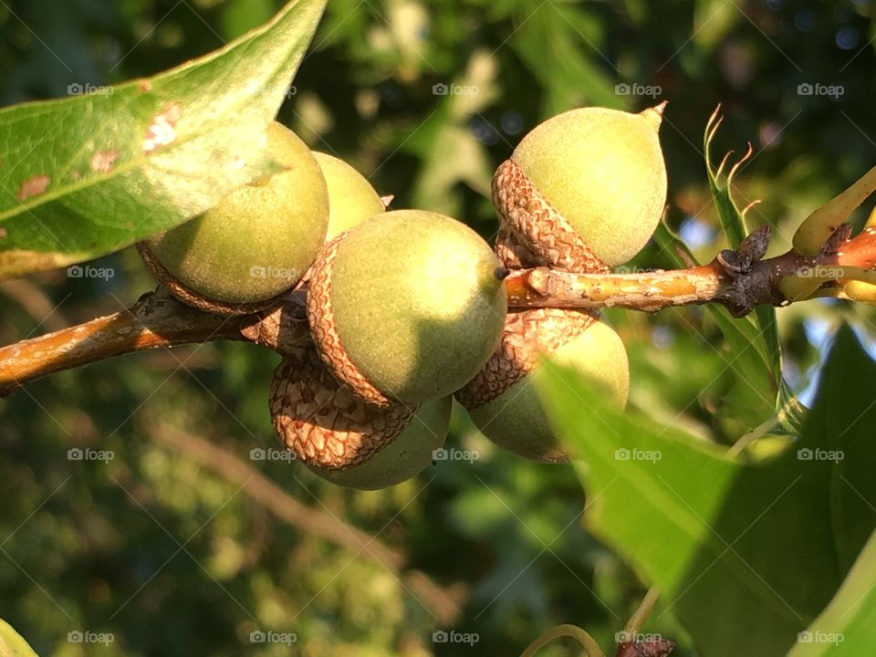 Acorns