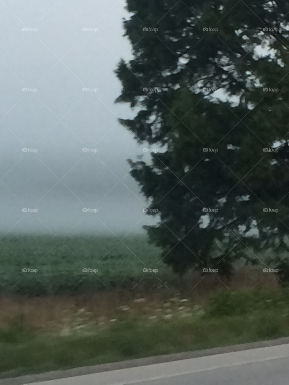 Foggy landscape 