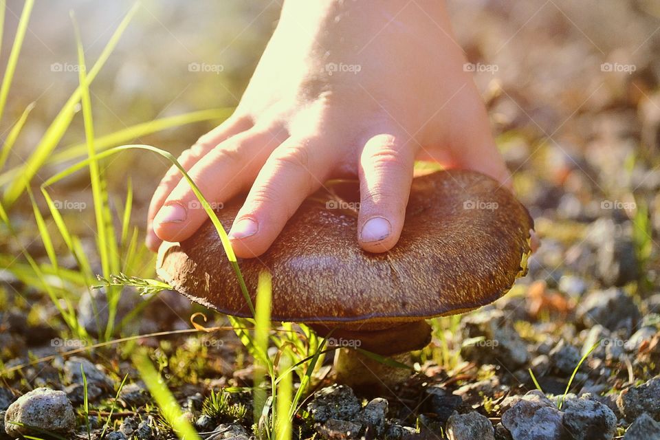 Child hand holding mushroom